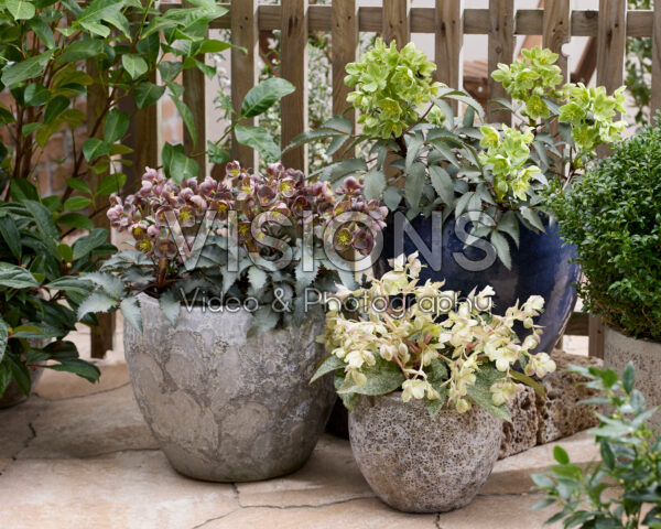 The Rockies Helleborus combinatie The Rockies Helleborus combinatie
