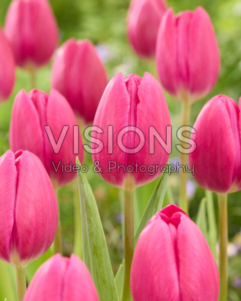 Tulipa Purple Desire Tulipa Purple Desire