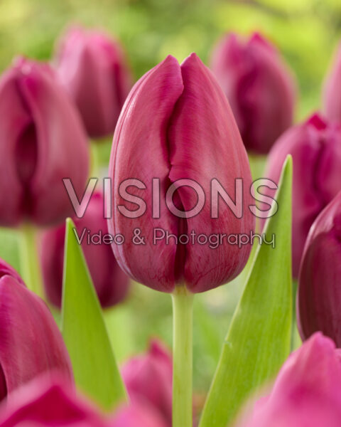 Tulipa Aragon Tulipa Aragon