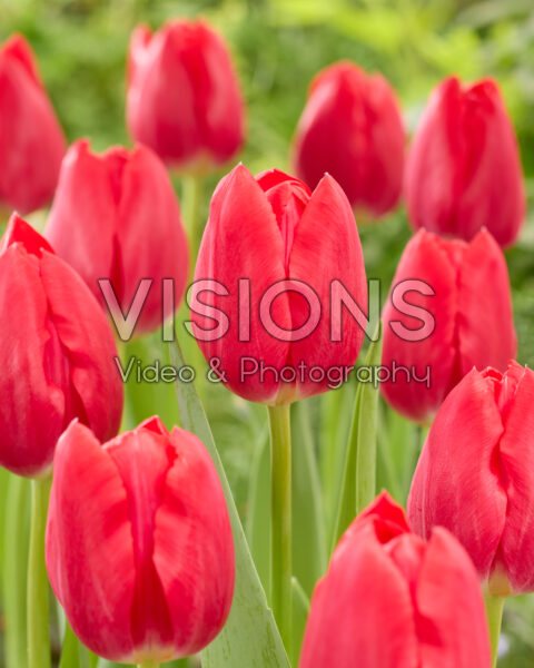 Tulipa First Date Tulipa First Date