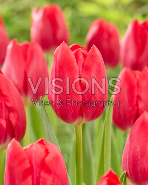 Tulipa First Date Tulipa First Date