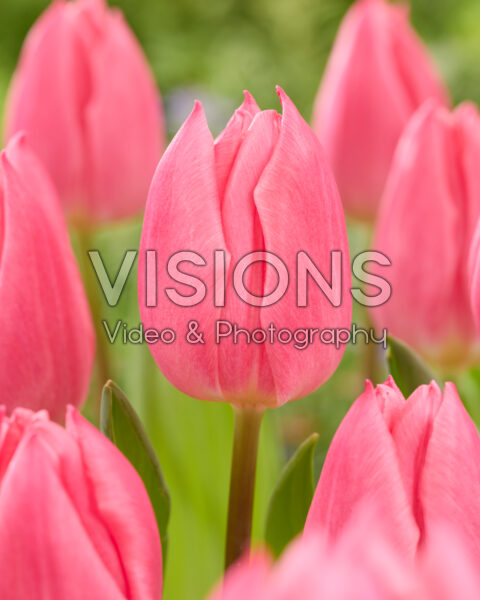 Tulipa Pink Experience Tulipa Pink Experience