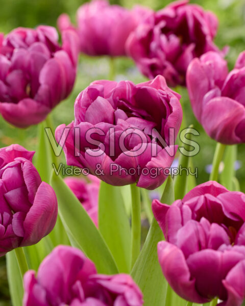 Tulipa Purple Sky Tulipa Purple Sky