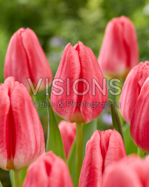Tulipa Pulitzer Tulipa Pulitzer