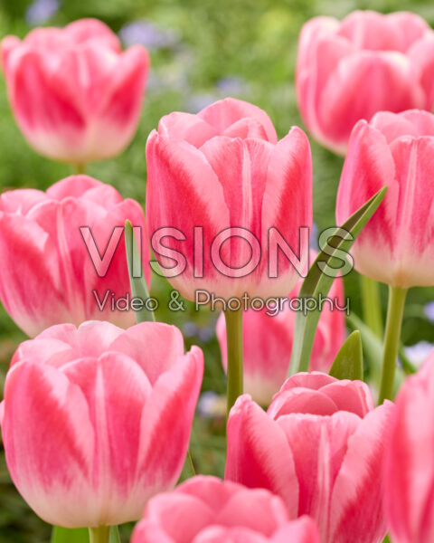 Tulipa Pink Stone Tulipa Pink Stone