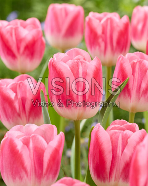 Tulipa Pink Stone Tulipa Pink Stone
