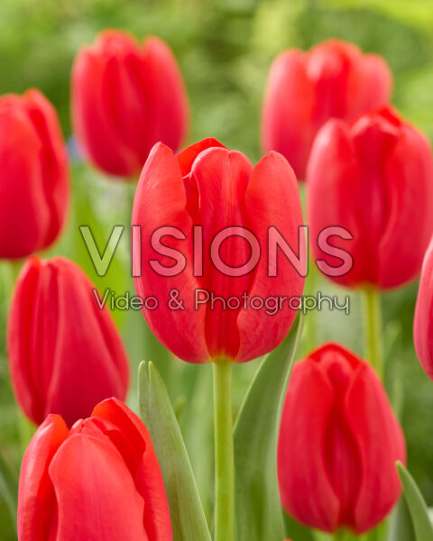 Tulipa Speed Date Tulipa Speed Date