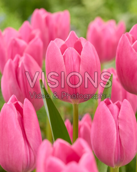 Tulipa Lincoln Tulipa Lincoln