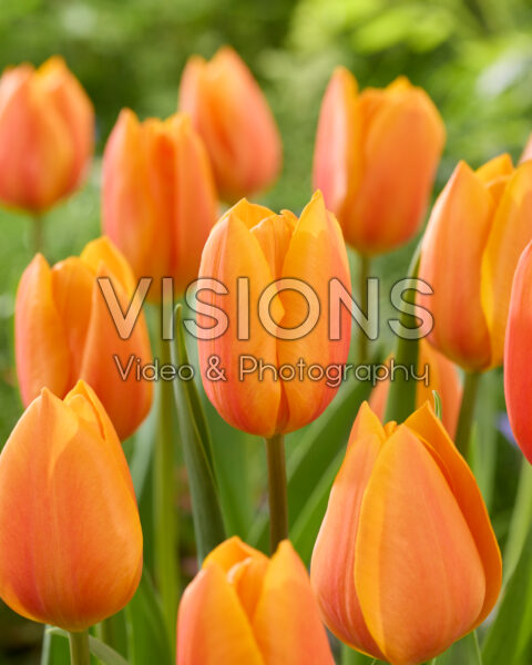 Tulipa Solar Power Tulipa Solar Power