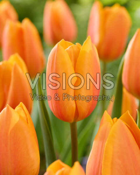 Tulipa Solar Power Tulipa Solar Power