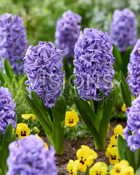 Hyacinthus Atlantic Hyacinthus Atlantic