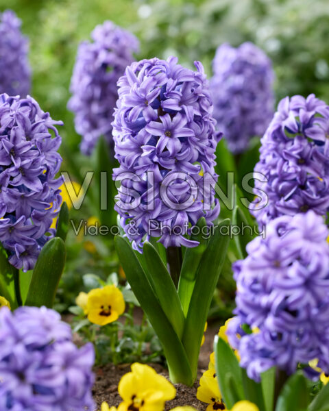 Hyacinthus Atlantic Hyacinthus Atlantic