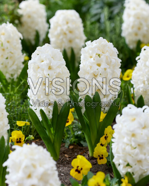Hyacinthus Top White Hyacinthus Top White