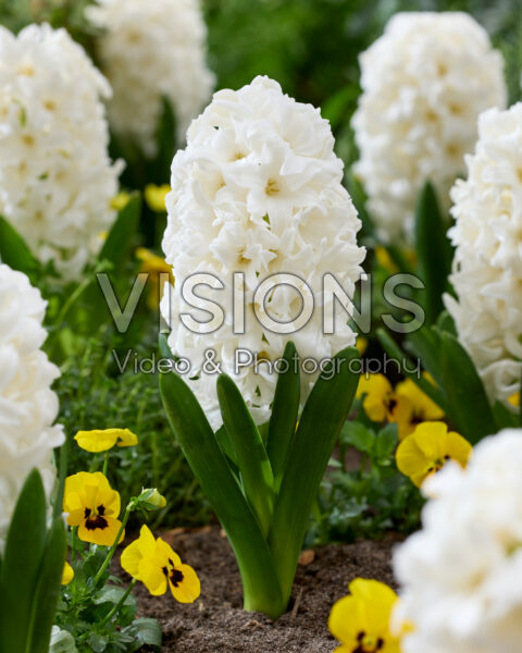 Hyacinthus Top White Hyacinthus Top White