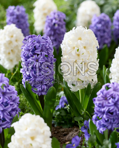 Hyacinthus Atlantic, Hyacinthus TopwhiteHyacinthus Top White, Atlantic Hyacinthus Atlantic, Hyacinthus TopwhiteHyacinthus Top White, Atlantic