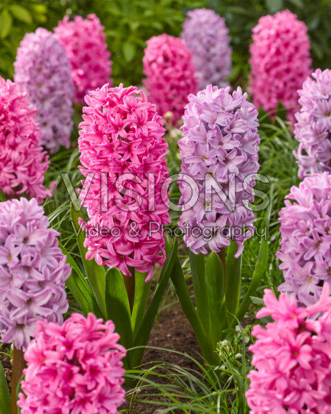 Hyacinthus Johanna, Splendid Cornelia Hyacinthus Johanna, Splendid Cornelia