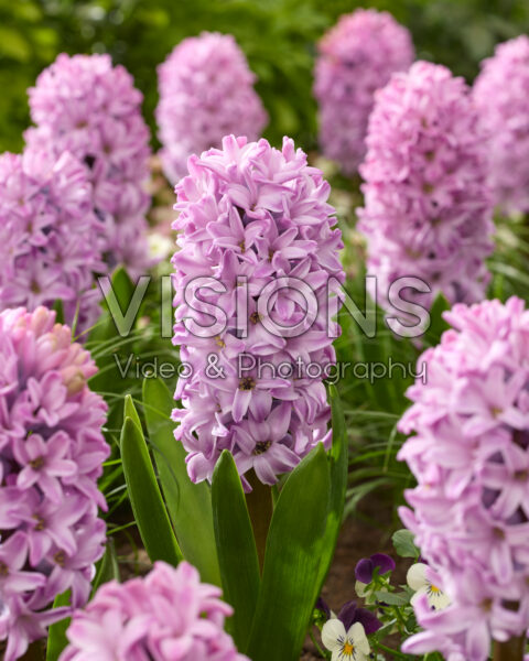 Hyacinthus Splendid Cornelia Hyacinthus Splendid Cornelia