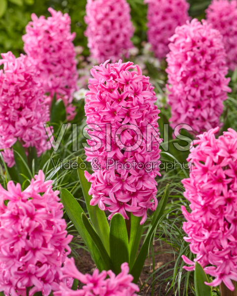 Hyacinthus Johanna Hyacinthus Johanna