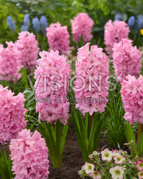 Hyacinthus Fondant Hyacinthus Fondant