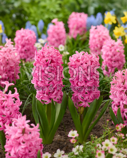Hyacinthus Pink Pearl Hyacinthus Pink Pearl