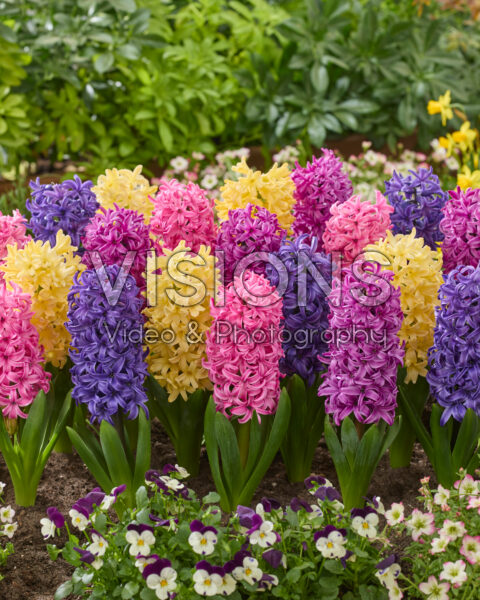 Hyacinthus mix Hyacinthus mix