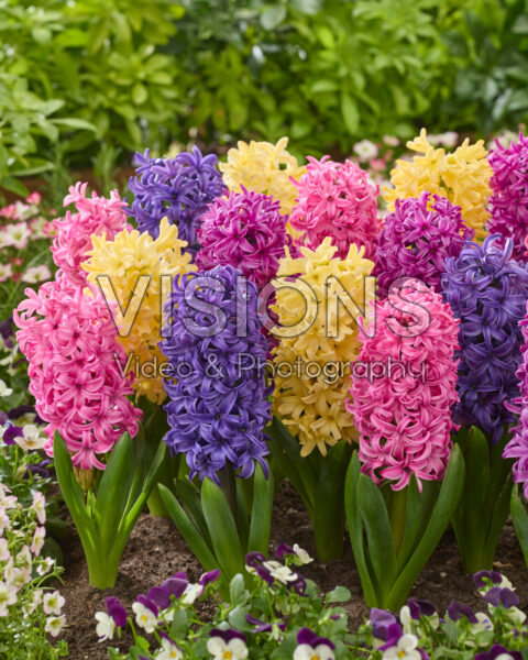 Hyacinthus mix Hyacinthus mix