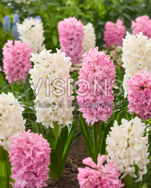 Hyacinthus Antarctica, Fondant Hyacinthus Antarctica, Fondant