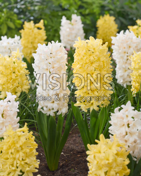Hyacinthus Yellowstone, Antarctica Hyacinthus Yellowstone, Antarctica