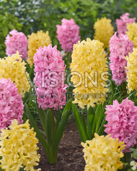Hyacinthus Yellowstone, Fondant Hyacinthus Yellowstone, Fondant