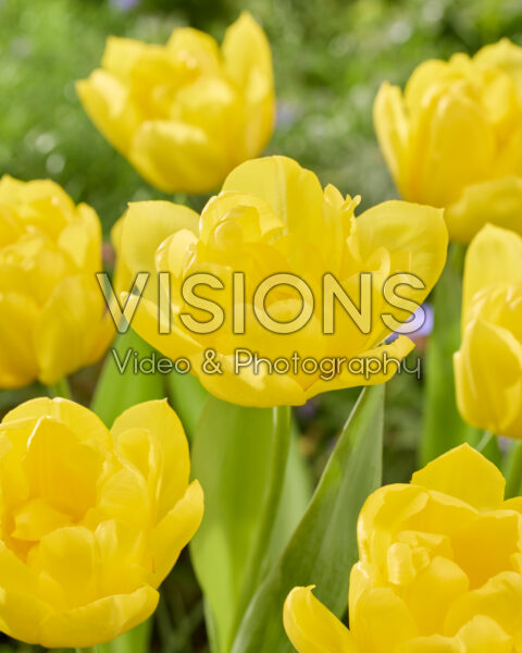 Tulipa Cadenza Tulipa Cadenza