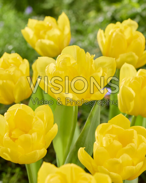 Tulipa Cadenza Tulipa Cadenza