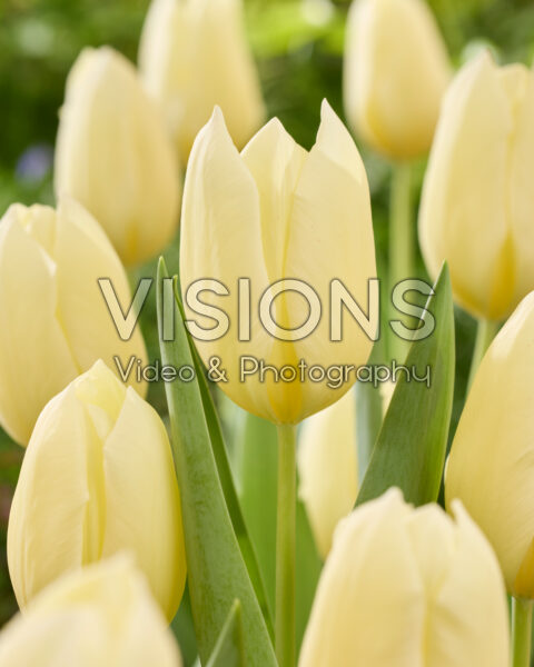 Tulipa Fondue Tulipa Fondue