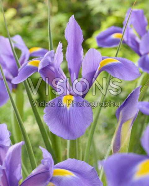 Iris Valentine Iris Valentine