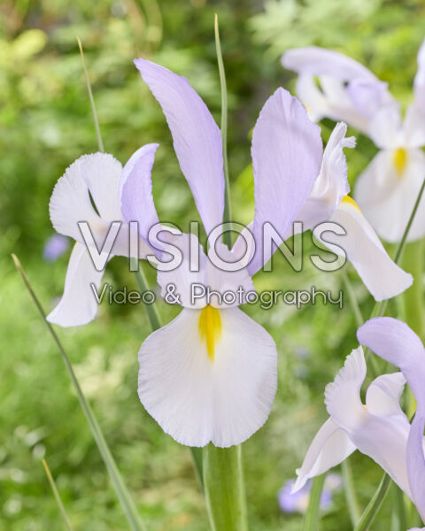 Iris Claires Delight Iris Claires Delight