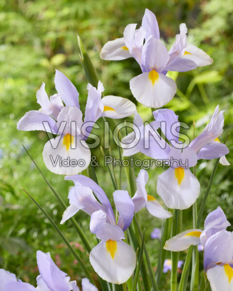 Iris Silver Sky Iris Silver Sky