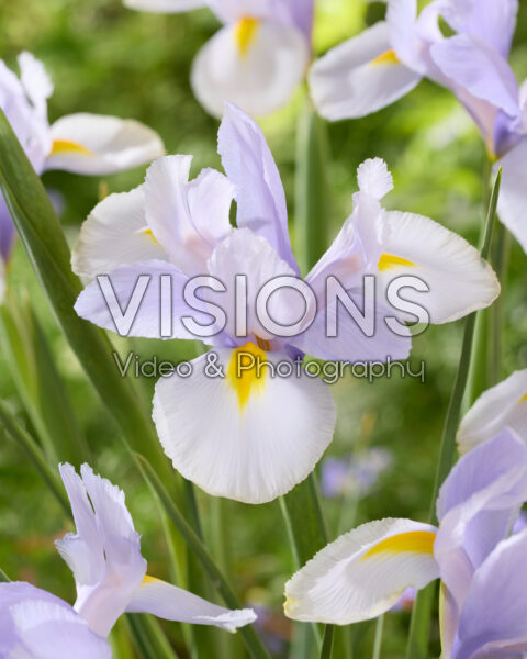 Iris Silver Sky Iris Silver Sky