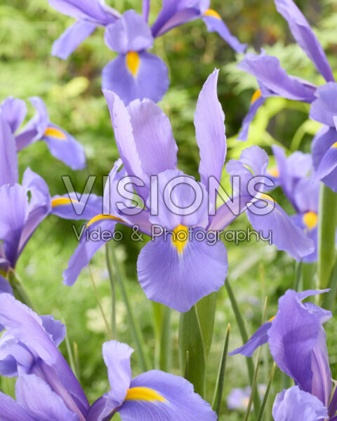 Iris Nofa Blue Iris Nofa Blue