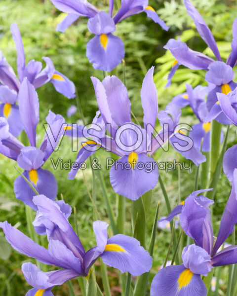 Iris Nofa Blue Iris Nofa Blue
