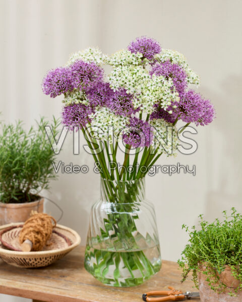 Bouquet Allium Purple Sensation, Allium nigrum Bouquet Allium Purple Sensation, Allium nigrum