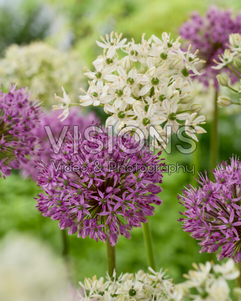 Allium Purple Sensation, Allium nigrum Allium Purple Sensation, Allium nigrum