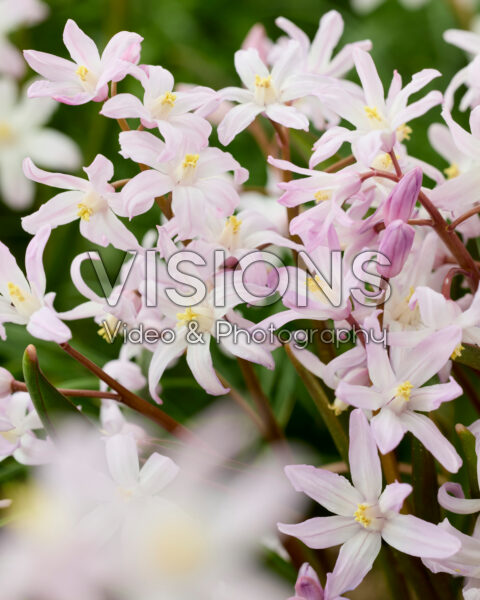 Chionodoxa forbesii Pink Giant Chionodoxa forbesii Pink Giant
