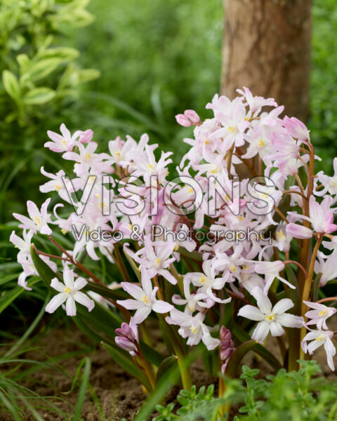 Chionodoxa forbesii Pink Giant Chionodoxa forbesii Pink Giant