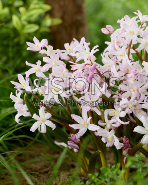 Chionodoxa forbesii Pink Giant Chionodoxa forbesii Pink Giant