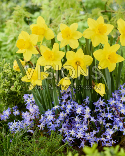 Narcissus, Chionodoxa luciliae Narcissus, Chionodoxa luciliae