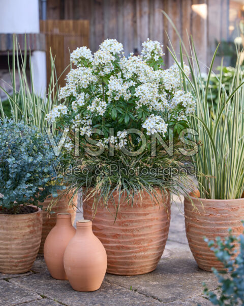 Choisya Greenfingers Choisya Greenfingers