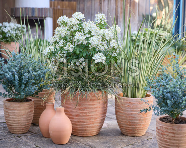 Choisya Greenfingers Choisya Greenfingers