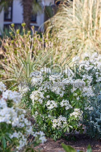 Choisya Greenfingers Choisya Greenfingers