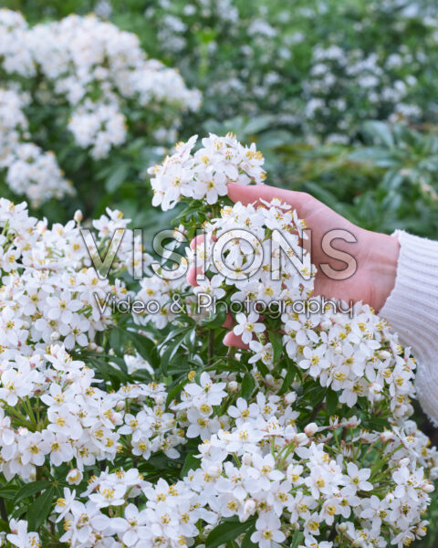 Choisya Greenfingers Choisya Greenfingers