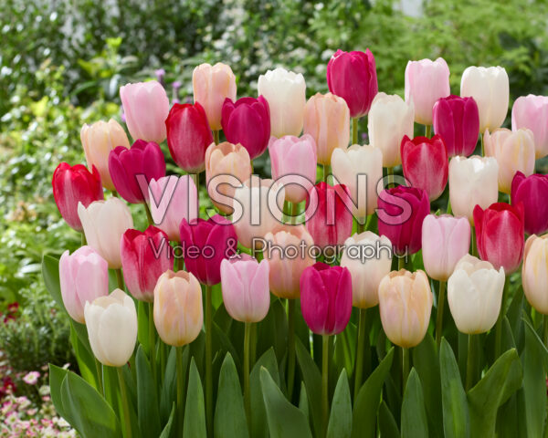 Tulipa Barcelona mix Tulipa Barcelona mix