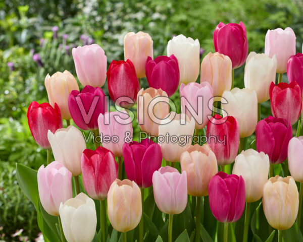 Tulipa Barcelona mix Tulipa Barcelona mix